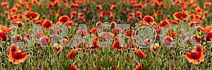 FIELD WITH BLOOMING POPPIES