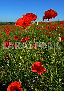 Poppy
