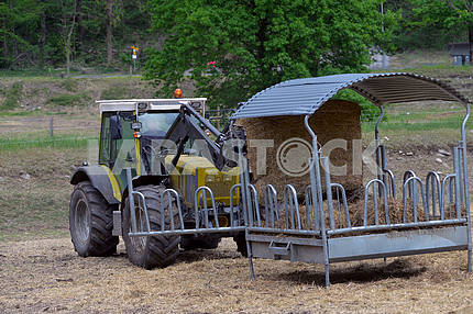 Tractor driven hay feeder for cattle