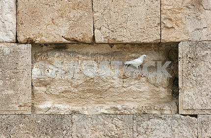 Beautiful white pigeon on wailing wall in Jerusalem