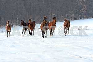 Horse
