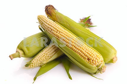 Fresh corn fruits with green leaves