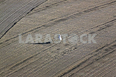 Lonely seagull on cleaned by a tractor sand on the Mediterranean