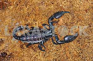 Scorpio