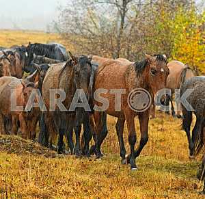 A herd of horses in the autumn