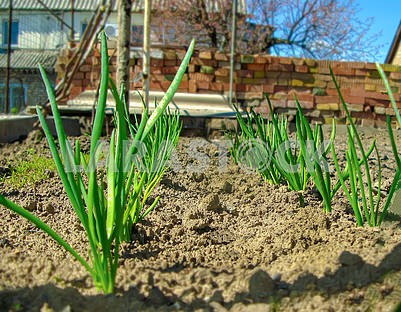 Green onion grows at home in the garden.