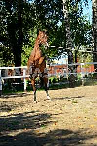 Horse