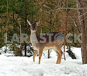 Deer in winter