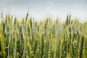 Пшеничное поле