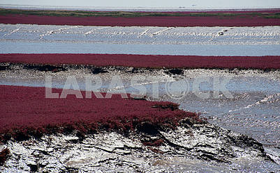 the red beach is china