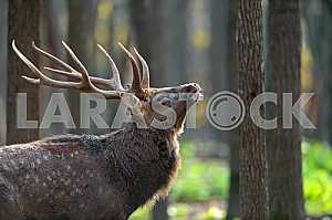 Beautiful Deer