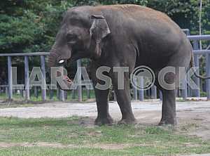 Elephant