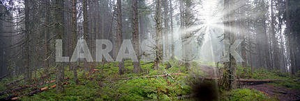 Radiance misty forest