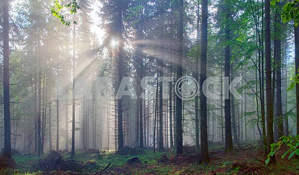Magic Carpathian forest at dawn