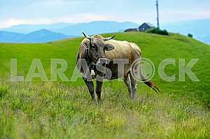 Carpathian cow