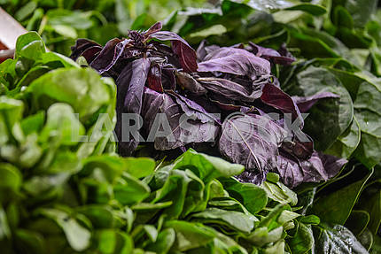 Bunch of basil next to sorrel on a counter.