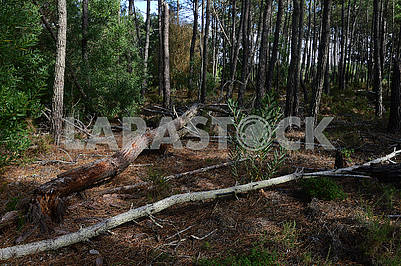 Many fallen trees in the forest