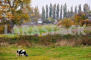 A cow grazing in a meadow