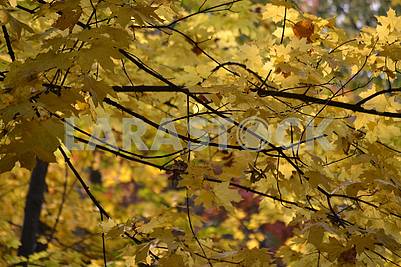 Autumn, yellow leaves