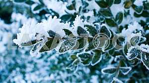 Frosty patterns on the bushes