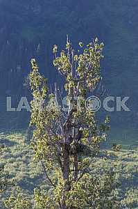 Nest bald eagle with chick