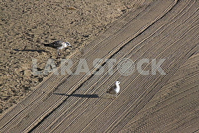 Two  seagulls on cleaned by a tractor sand on the Mediterranean