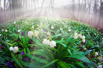 Подснежники - весенние цветы