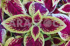 Decorative nettle