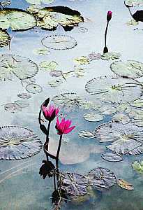 Lotus flowers in the lake