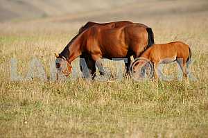 Horse