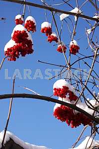 Viburnum (Viburnum opulus)