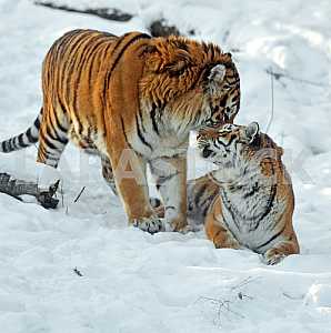 Amur Tiger