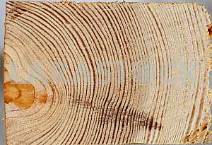 Wood texture with natural pattern