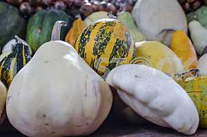 Pumpkins of different varieties are on the market.