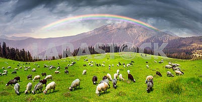 Sheep on the mountain Pip Ivan Marmarosh