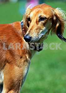 Greyhound