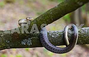Snake