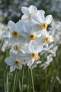 Narcissus Valley
