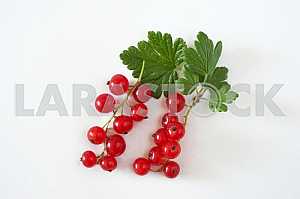 Sprig of red currants isolated on white background
