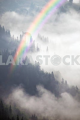 picturesque forest in the fog