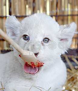 White lion cubs