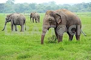 Слон в Шри-Ланке