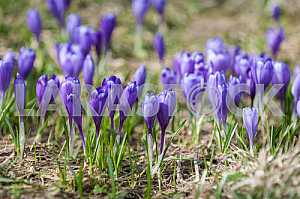 Crocus - genus of herbaceous perennials kasatikovyh family.