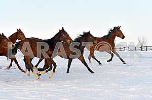 Horse