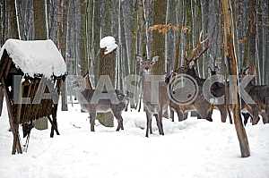 Deer