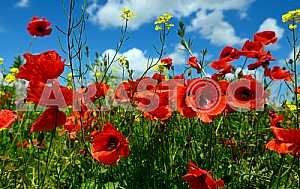 Poppy