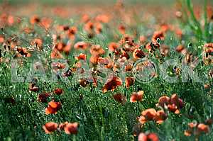 About poppies