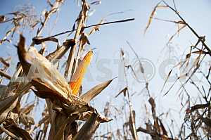 Maize
