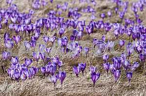 Crocus - genus of herbaceous perennials kasatikovyh family.