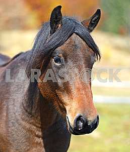 Carpathian horse on the farm